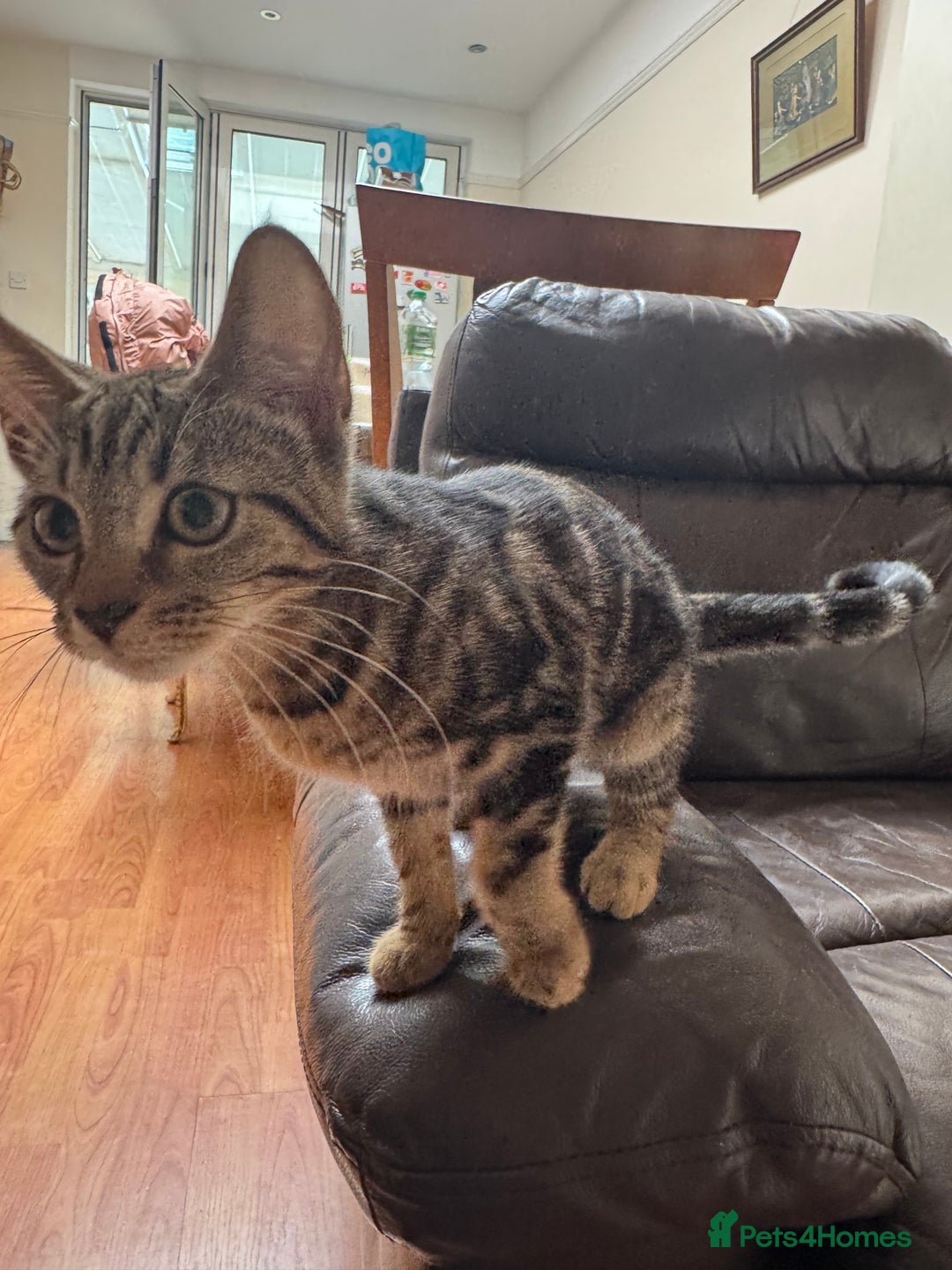 Mixed Breed cats for sale: Tuxedo/tabby mix bread cat - Image 9