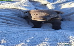 German Shepherd dogs for sale: German Shepherd poppers - Image 16