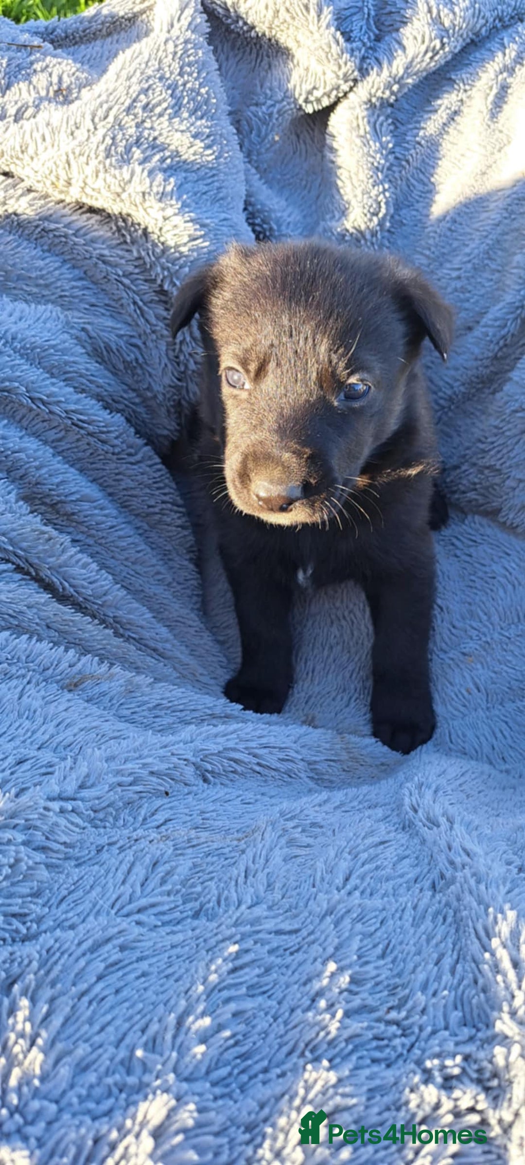 German Shepherd dogs for sale: German Shepherd poppers - Image 16