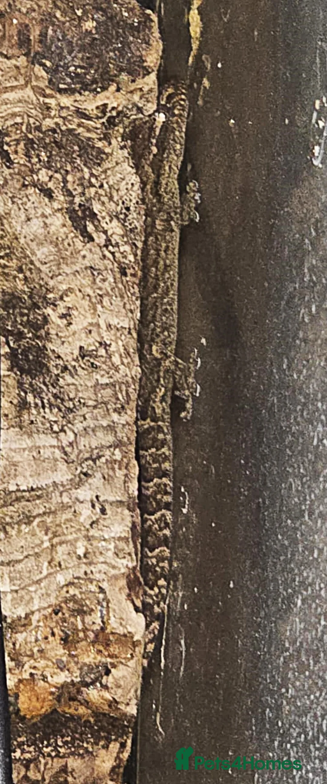 Gecko reptiles for sale: Mourning Geckos - Advert 4