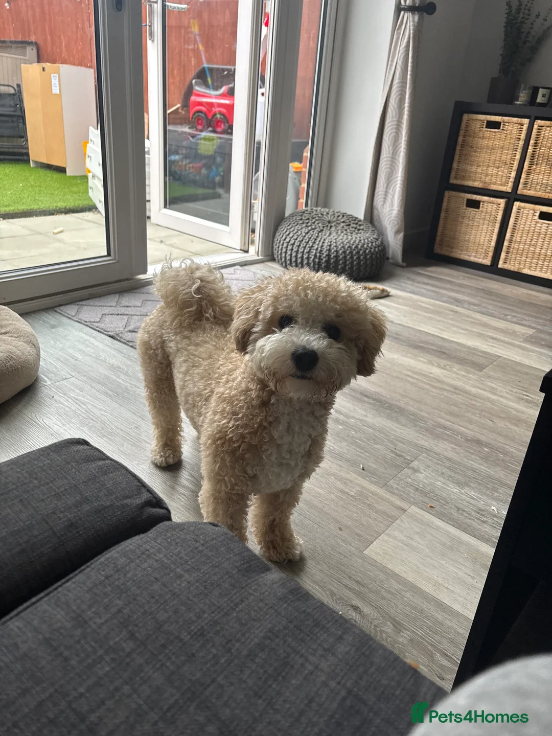 Poochon dogs for stud: Gorgeous Poochon Stud  - Advert 2