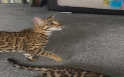 Bengal cats for sale: Intensively socialised bengal kittens - lap cats! in Scunthorpe - Image 16