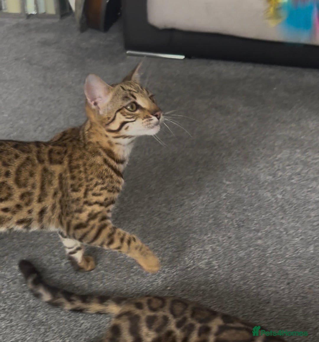 Bengal cats for sale: Intensively socialised bengal kittens - lap cats! in Scunthorpe - Image 16