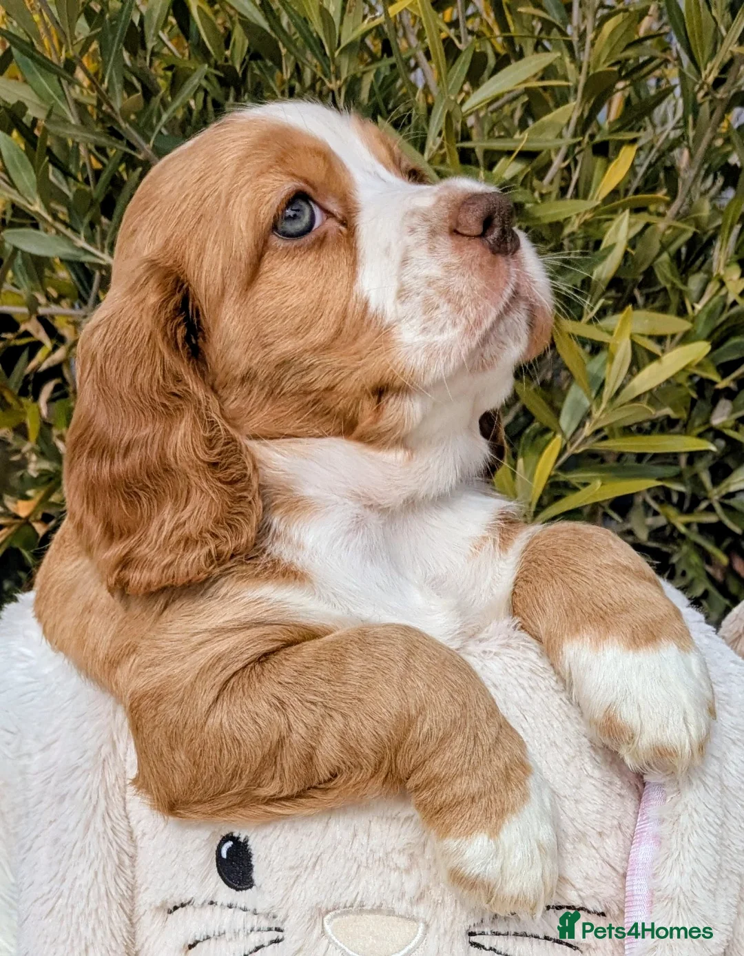 Cocker Spaniel dogs for sale: Beautiful KC Registered Cocker Spaniels 2 in Great Yarmouth - Advert 1