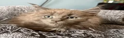 Maine Coon cats for sale: Beautiful Maine Coon kittens **READY NOW*** - Advert 28