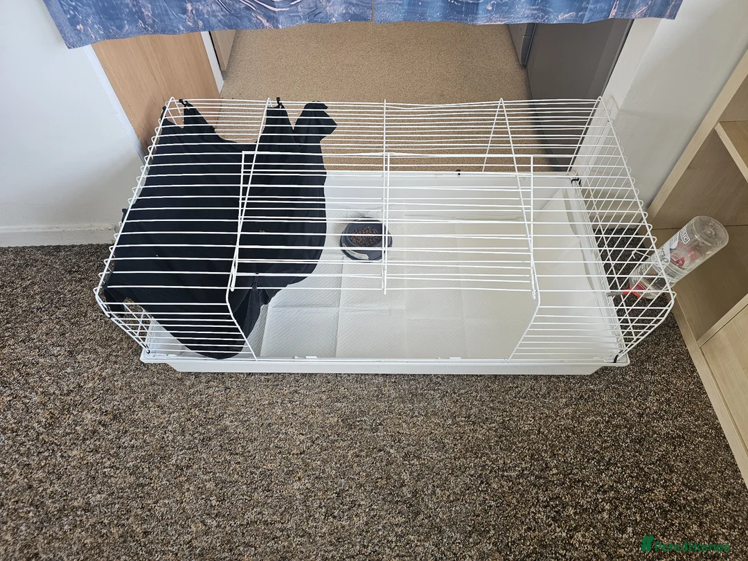 Ferret rodents for sale: 1/2 year hob i believe un neutered. in Milton Keynes - Advert 2