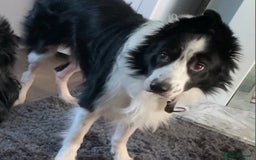 Border Collie dogs for stud: Border collie for stud - Image 1