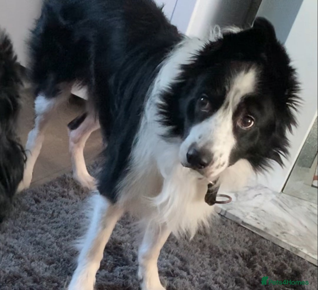 Border Collie dogs for stud: Border collie for stud - Image 1