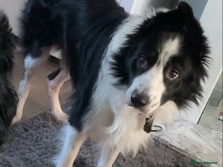 Border Collie dogs - Advert 13