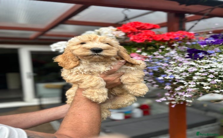 Cockapoo dogs - Advert 12