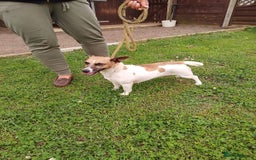 Jack Russell dogs for sale: Beautiful Jack Russel Puppies  - Image 15