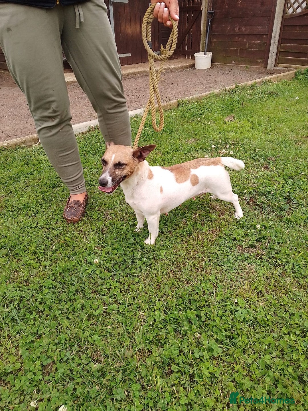 Jack Russell dogs for sale: Beautiful Jack Russel Puppies  - Image 15