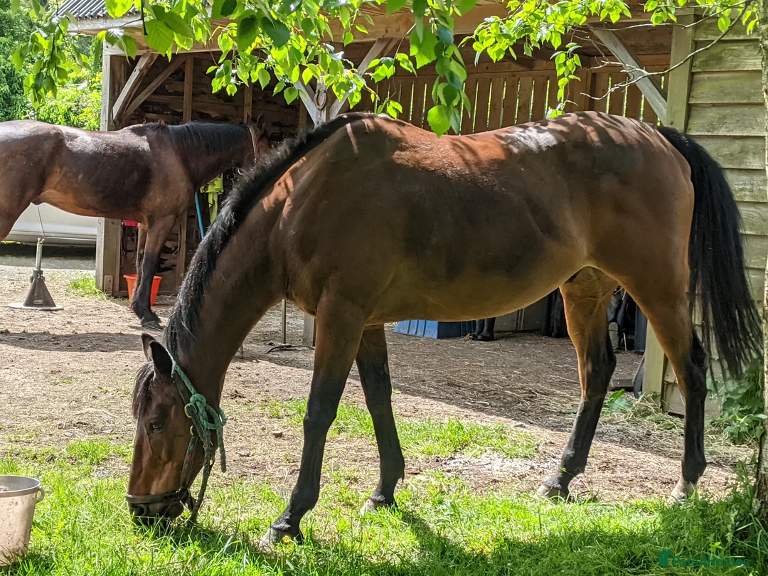 English Thoroughbred horses for sale: Bay gelding thoroughbred 15.2 in Church Stretton - Advert 1