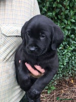 Labrador Retriever dogs - Advert 8