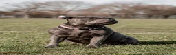 Staffordshire Bull Terrier dogs for sale: KC Registered Blue Staffy Puppies - Advert 14