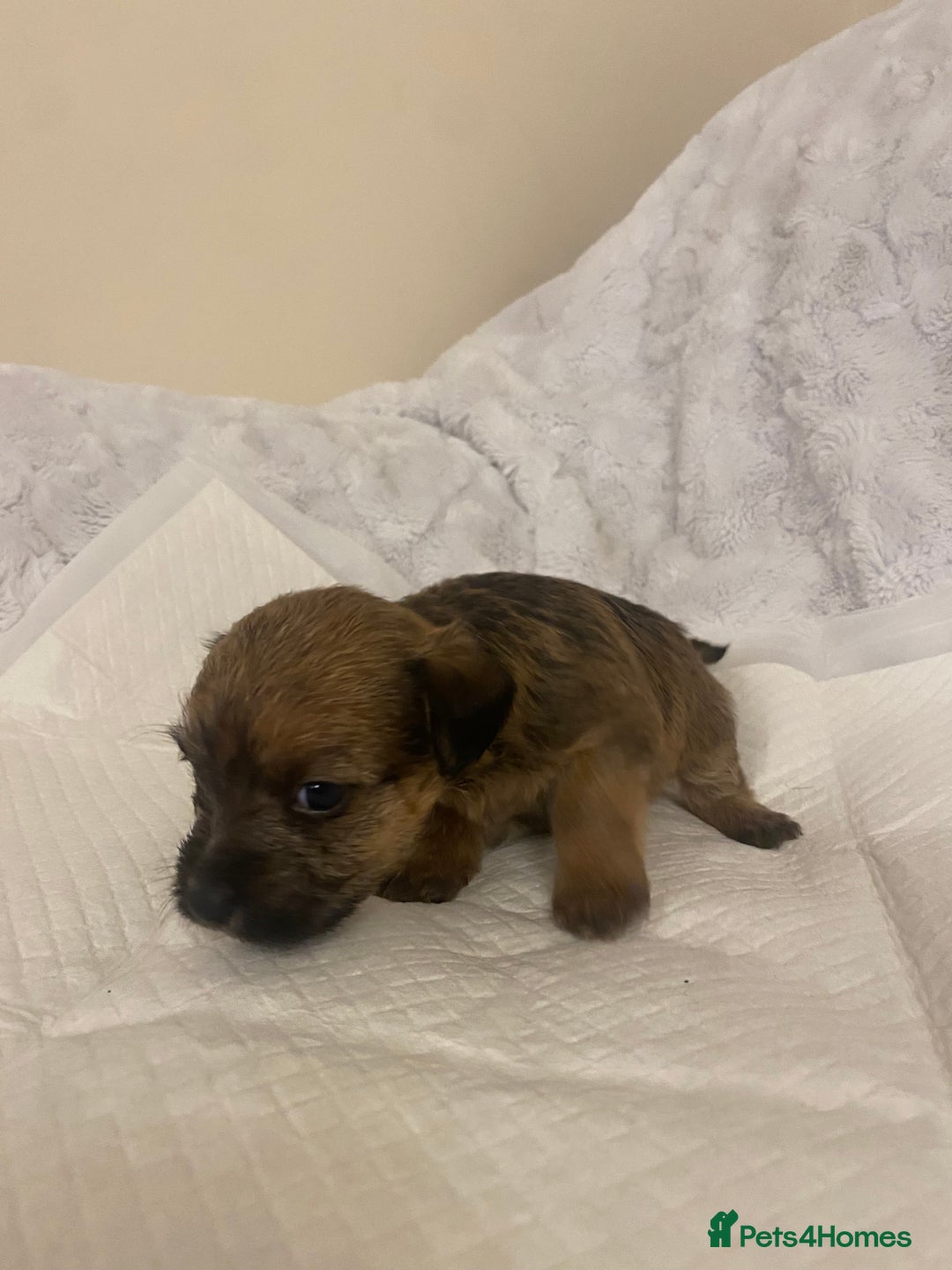 Jackapoo dogs for sale: Jackapoo puppies  - Advert 5