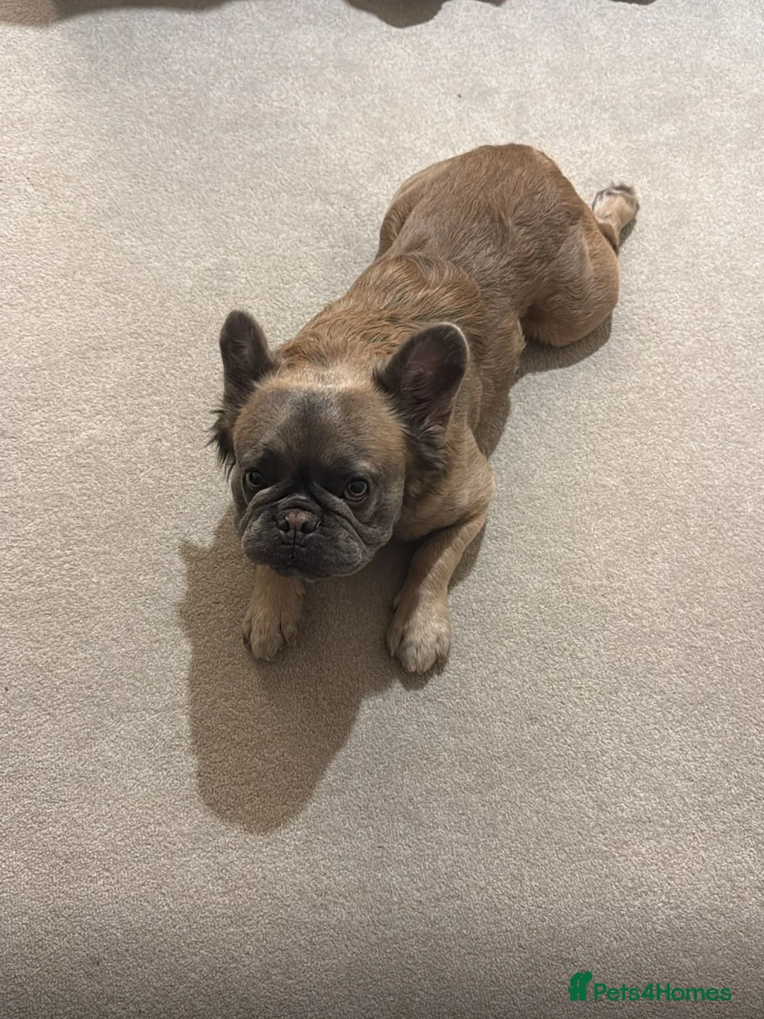 French Bulldog dogs for sale: Fluffy French Bulldog  in Nottingham - Advert 2