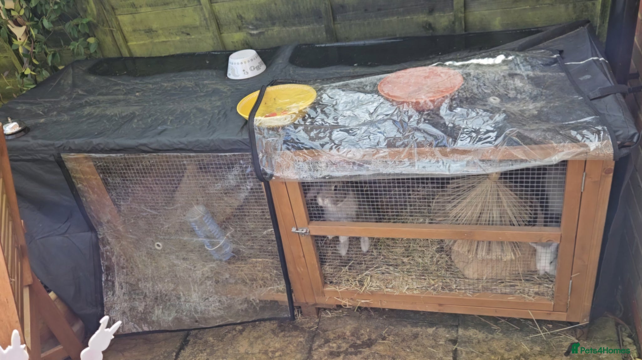 Mixed Breed rabbits Job lot rabbits  - Advert 3