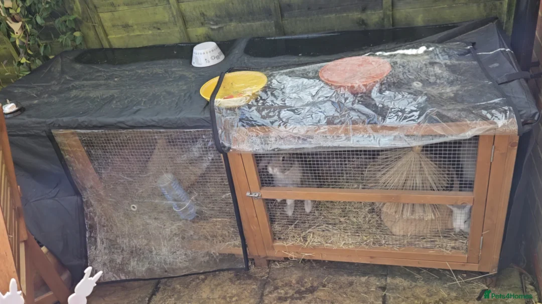 Mixed Breed rabbits for sale: Job lot rabbits  - Advert 1