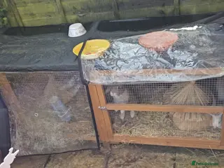 Mixed Breed rabbits Job lot rabbits - Advert 1