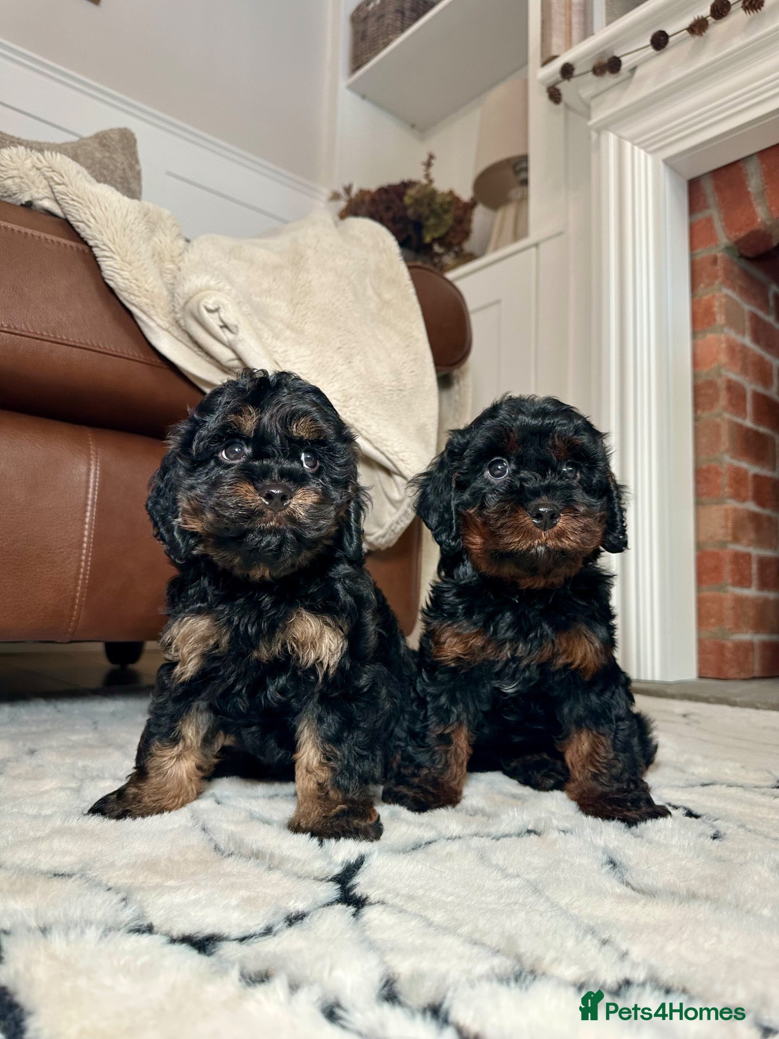 Cavapoo dogs Adorable Cavapoo puppies. Health tested Parent.  - Advert 1