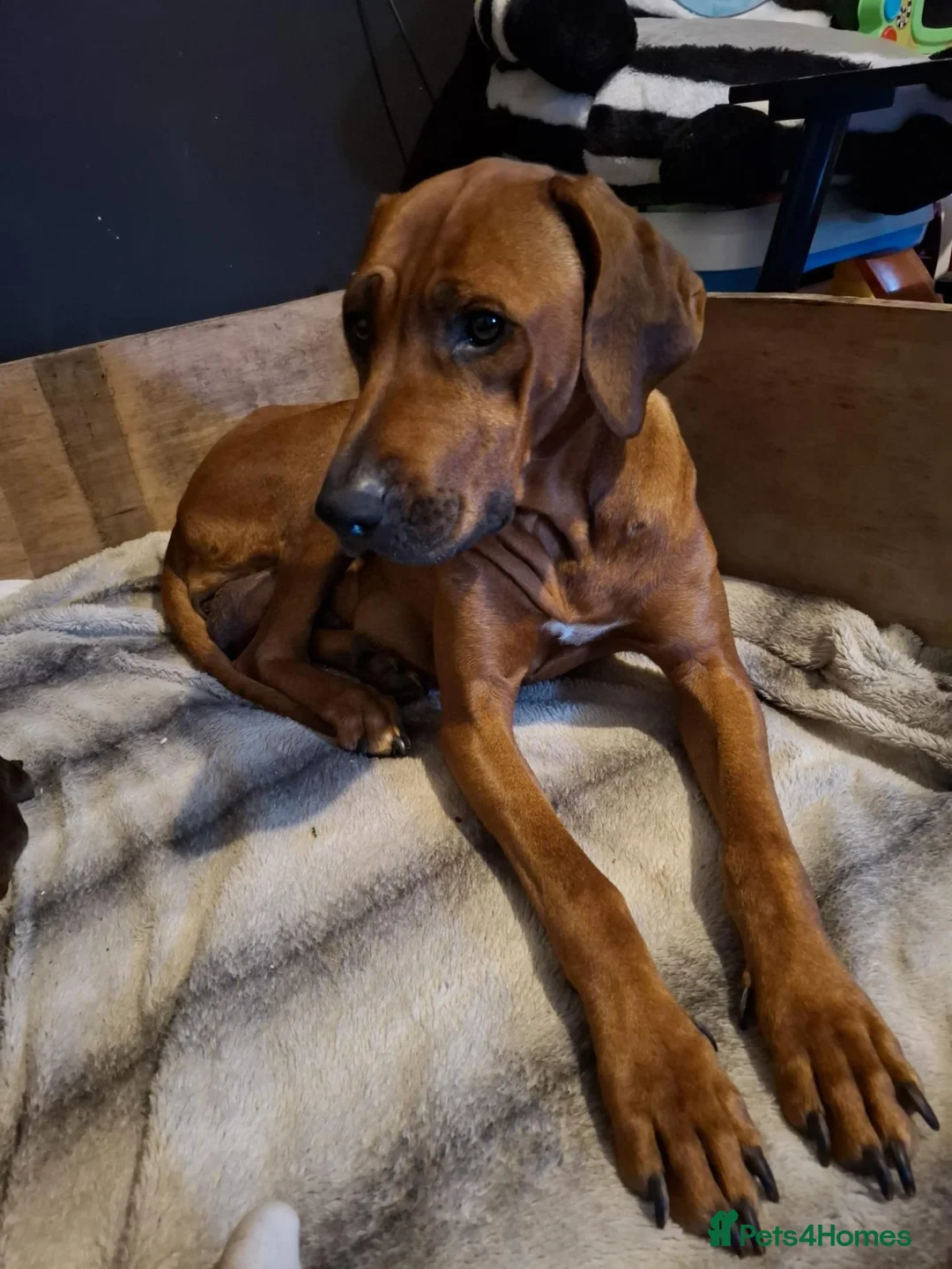 Mixed Breed dogs for sale: Rhodesian labrador - Advert 2
