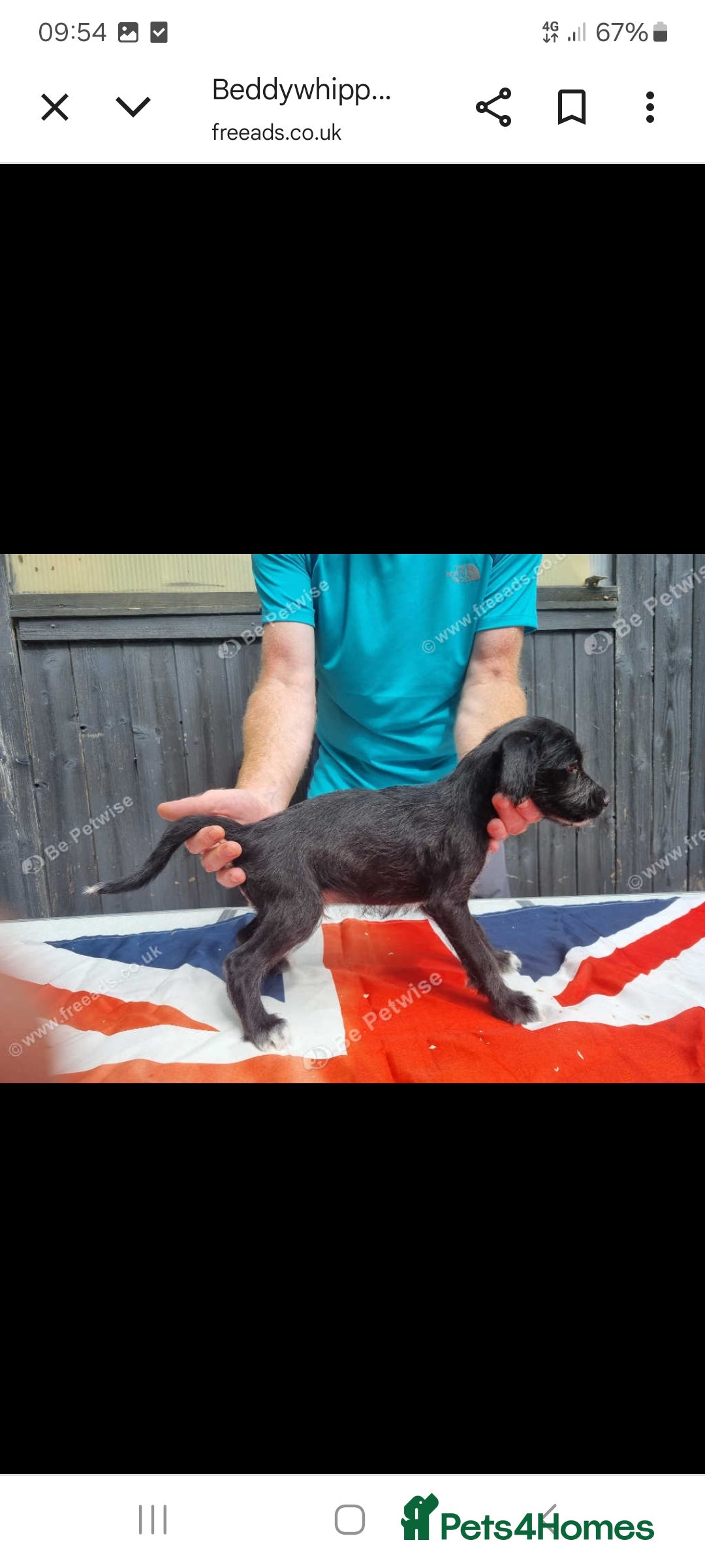 Mixed Breed dogs for sale: Bedlington x whippet pups  - Image 3
