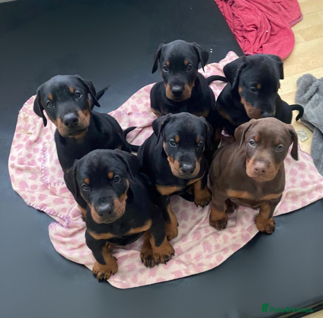Dobermann dogs KC Registered | Top Bloodlines DOBBERMAN PUPPIES - Advert 1