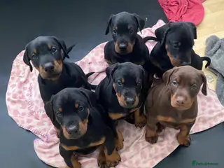 Dobermann dogs KC Registered | Top Bloodlines DOBBERMAN PUPPIES - Advert 1