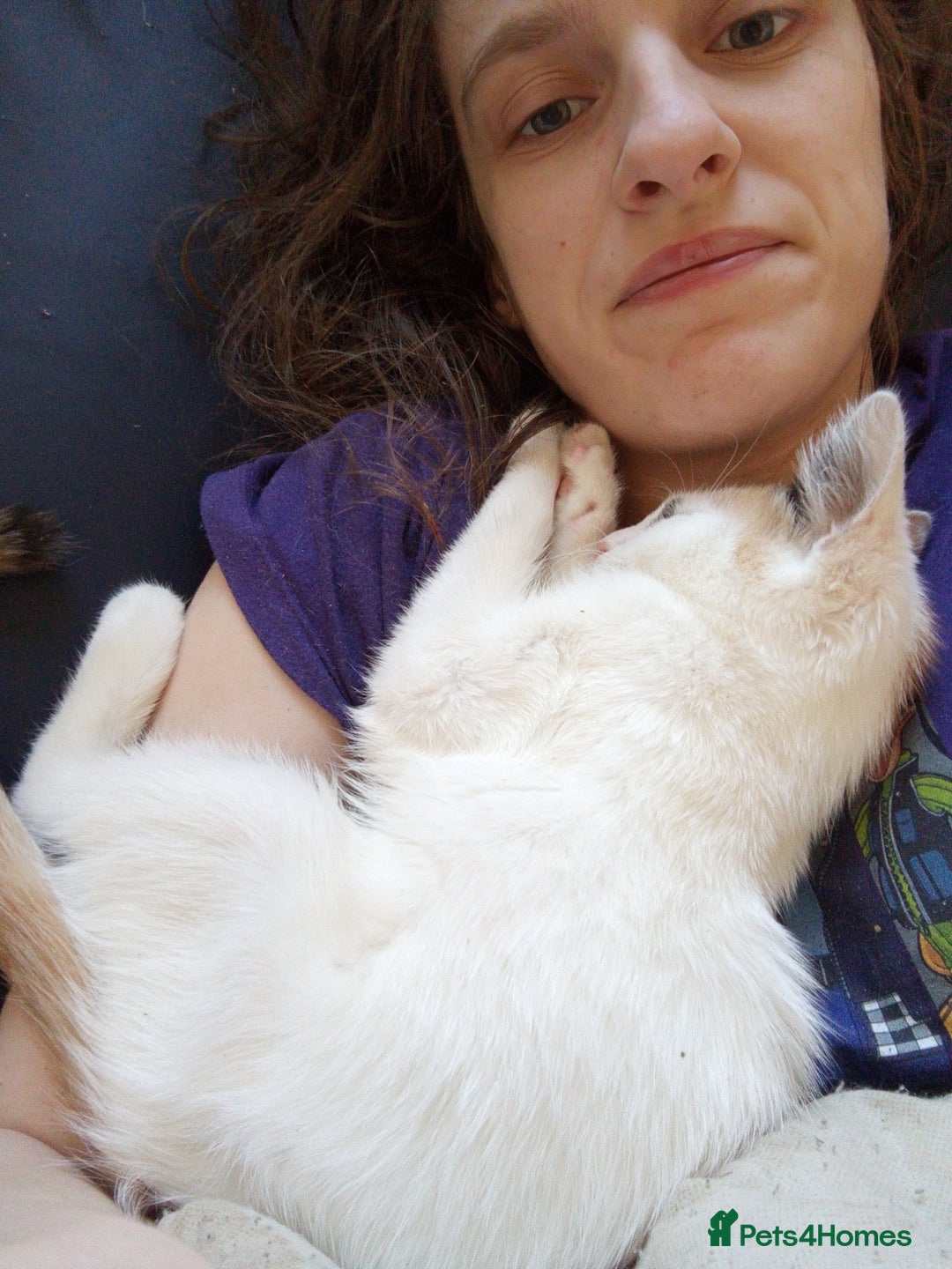 Mixed Breed cats for sale: Friendly kitten for sale to go to a loving home. - Image 8