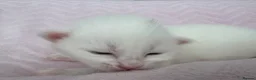 Mixed Breed cats for sale: Beautiful kittens for sale  - Advert 7
