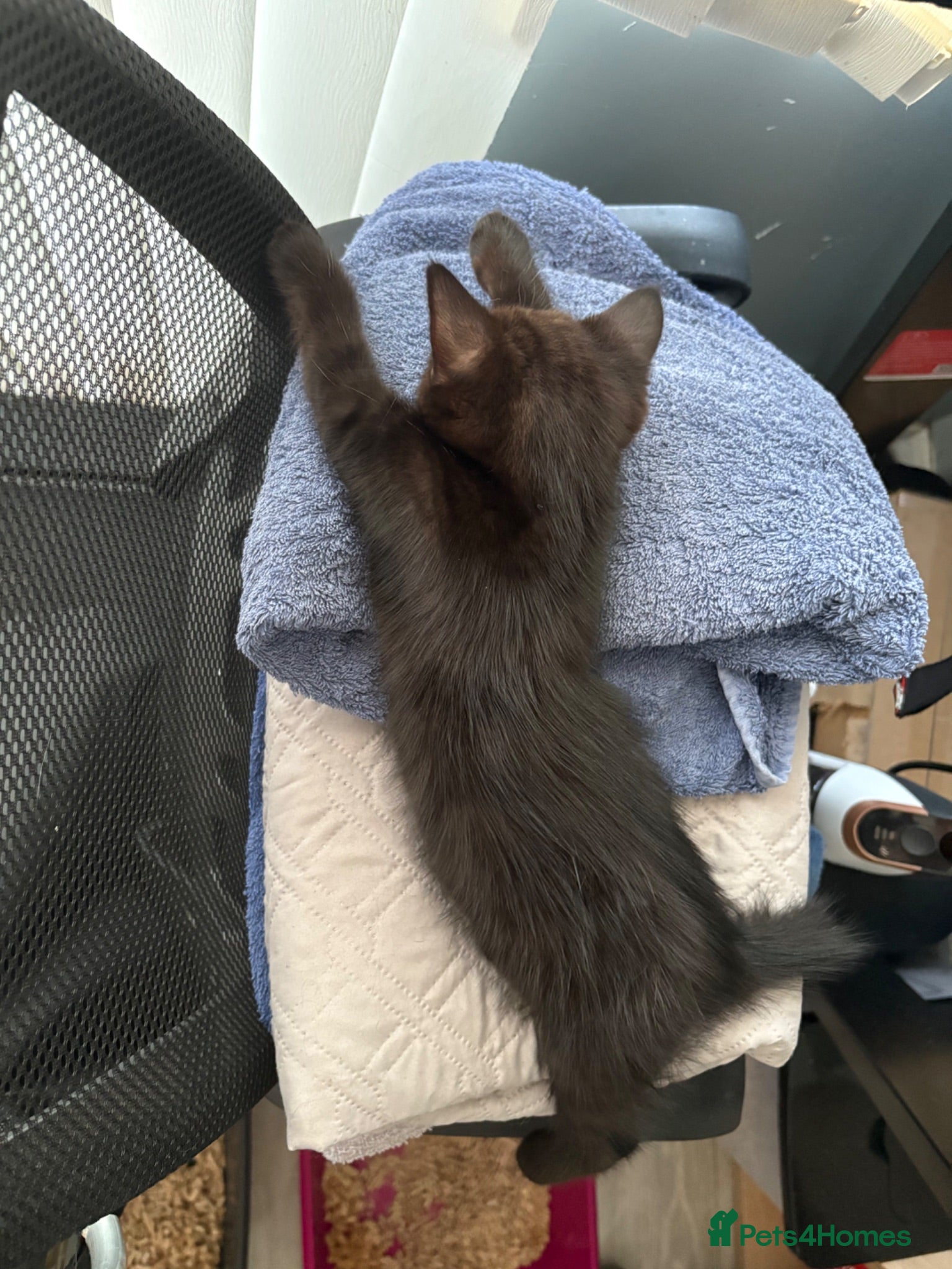 British Shorthair cats 2 female kittens - Available now!  - Advert 6