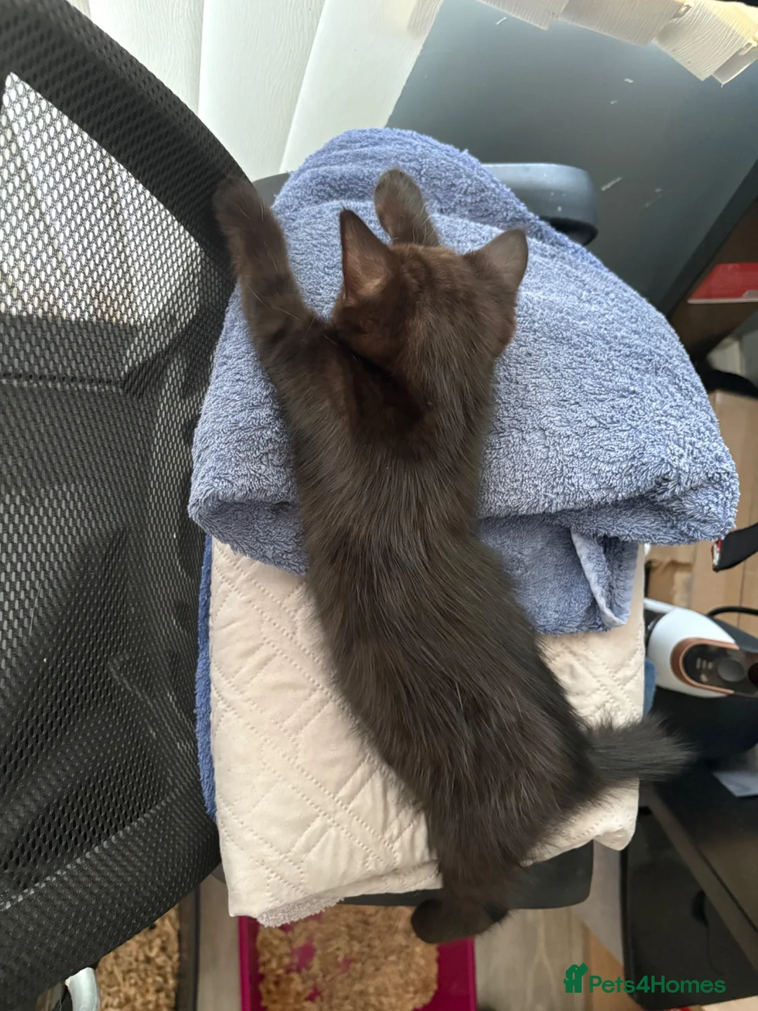 British Shorthair cats for sale: 2 female kittens - Available now!  - Advert 1