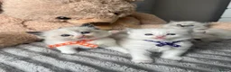 Ragdoll cats for sale: Registered Ragdoll Kittens for sale - Advert 16