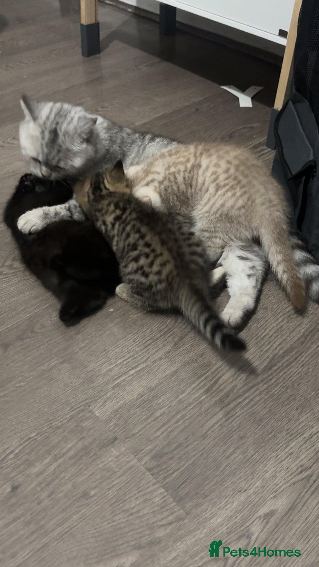 British Shorthair cats for sale: British short hair kittens  - Image 4