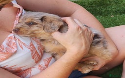 Jackapoo dogs for sale: 🐶 Rare-Coloured Jackapoo Puppies  - Image 6