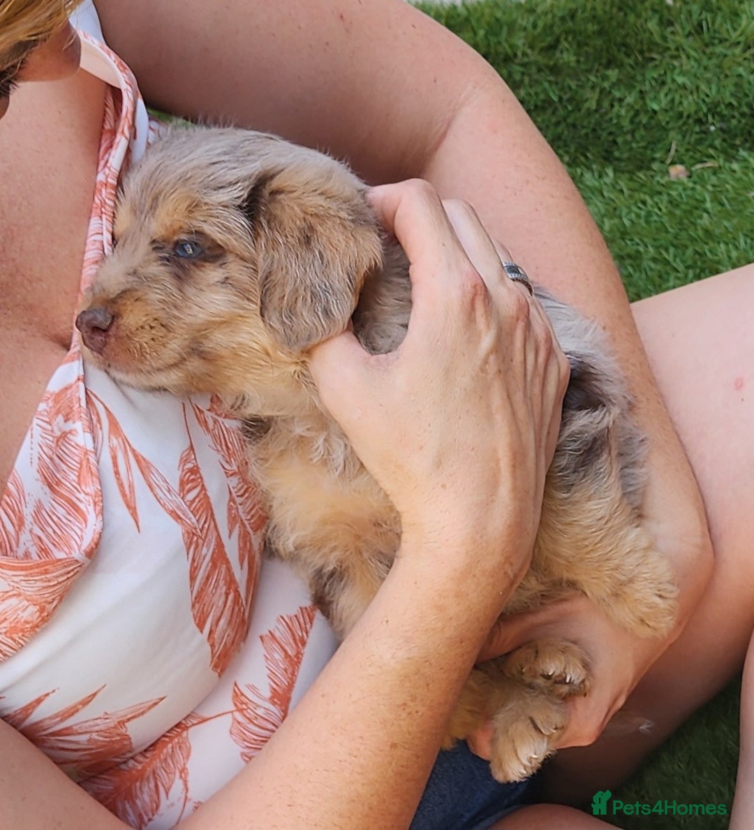 Jackapoo dogs for sale: 🐶 Rare-Coloured Jackapoo Puppies  - Image 6