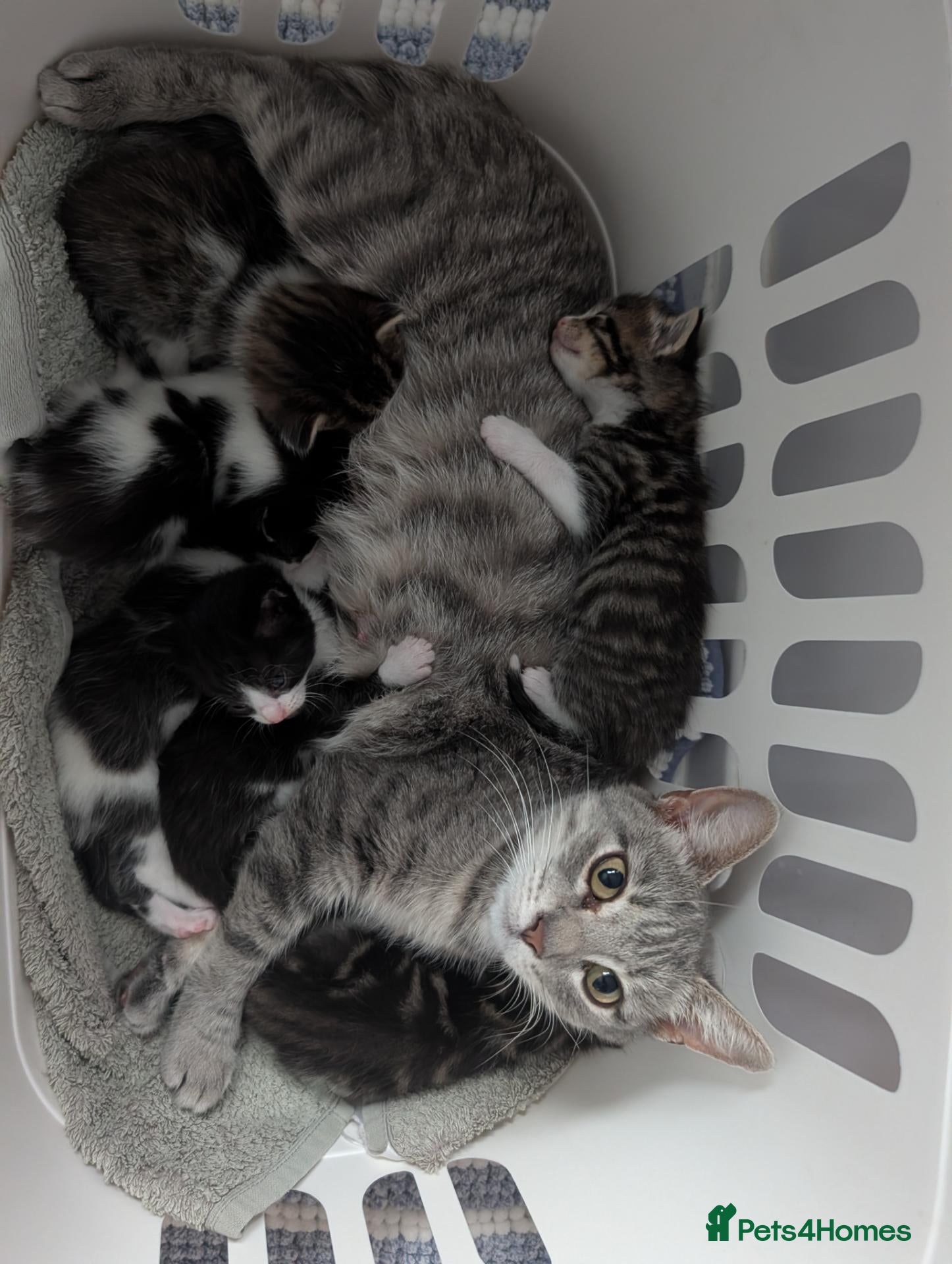 Mixed Breed cats 6 kittens for sale  - Advert 5