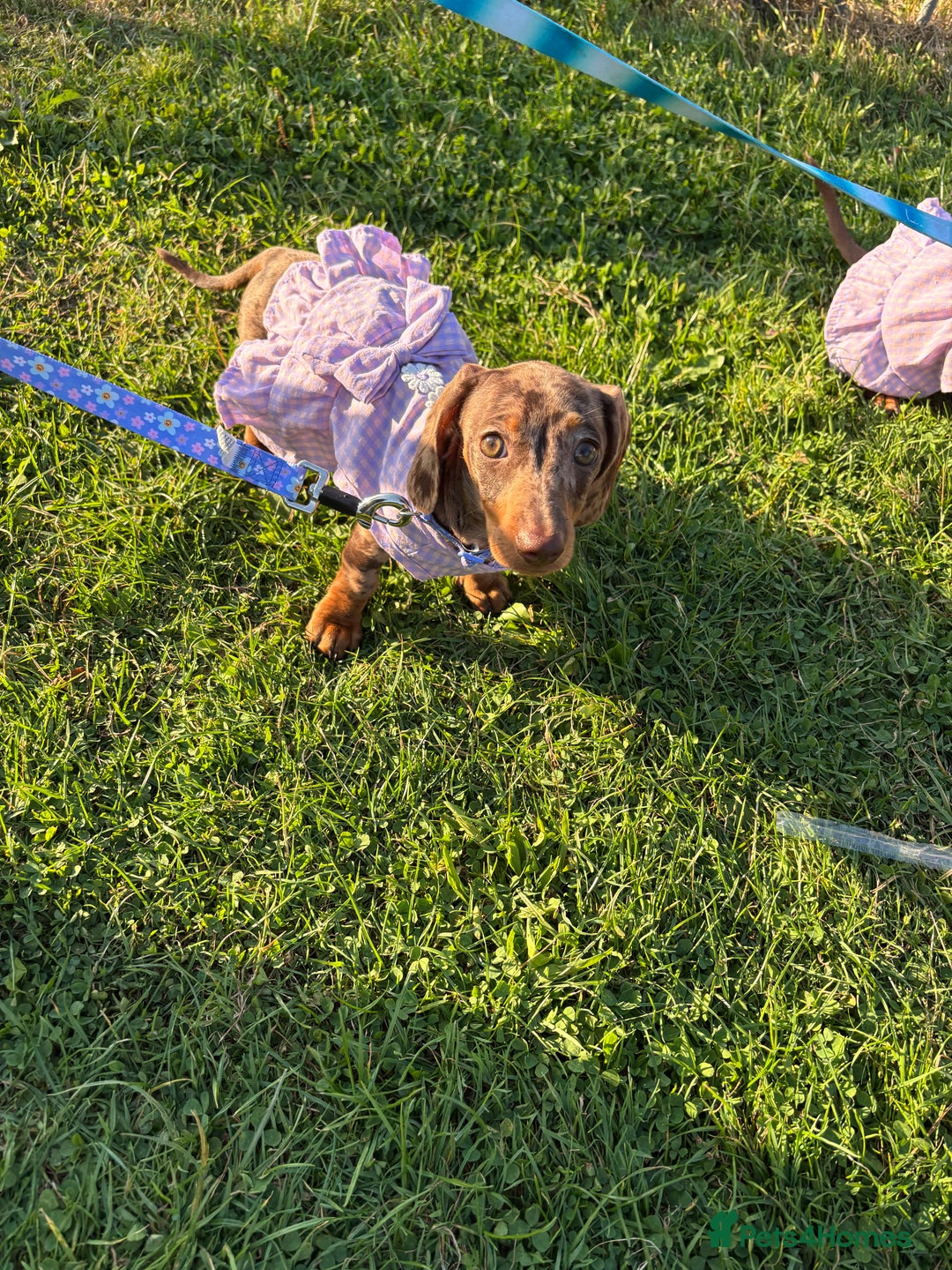Miniature Dachshund dogs for sale: Miniature Dachshund Chocolate Dapple - Image 2