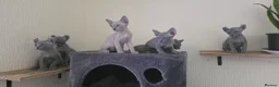 Sphynx cats for sale: SPHYNX ELF & PETERBALD KITTENS - Advert 10