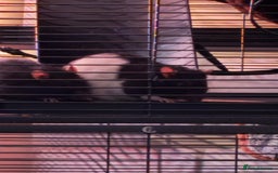 Rat rodents for sale: Rats looking for a new home  - Image 5