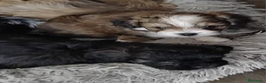 Shihpoo Puppy 5