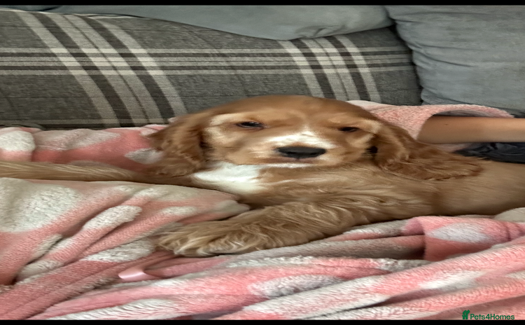 Cocker Spaniel dogs - Advert 10