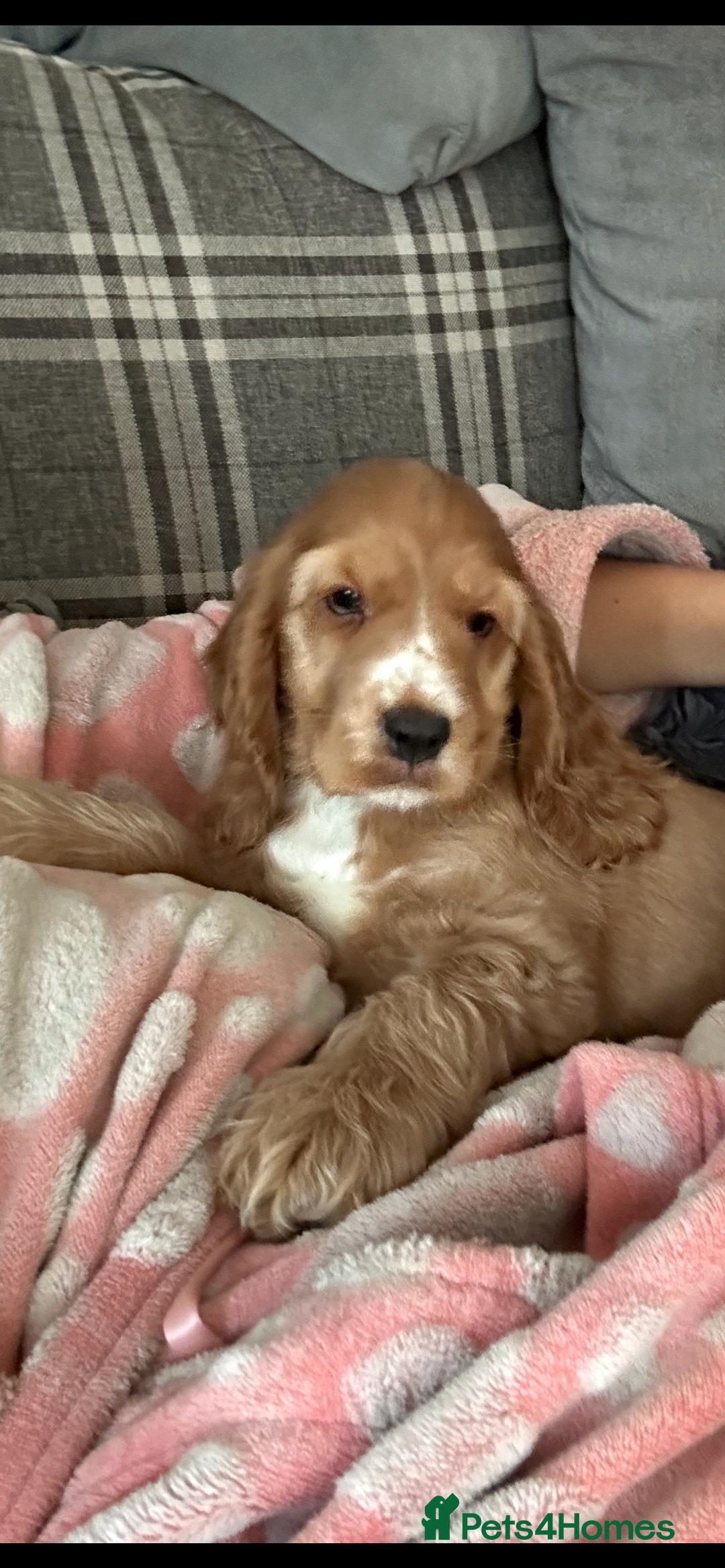 Cocker Spaniel dogs for sale: 🐶 STUNNING traditional KC show cocker spaniels*** - Image 2