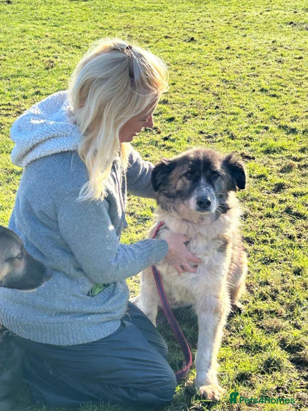 Mixed Breed dogs for adoption: Hilda - Norwich Norfolk  - Image 20