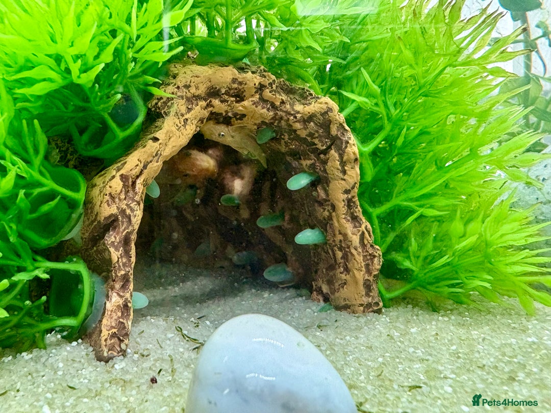 Plecos fish for sale: Baby Lemon Blue-Eyed Pleco’s - Image 3