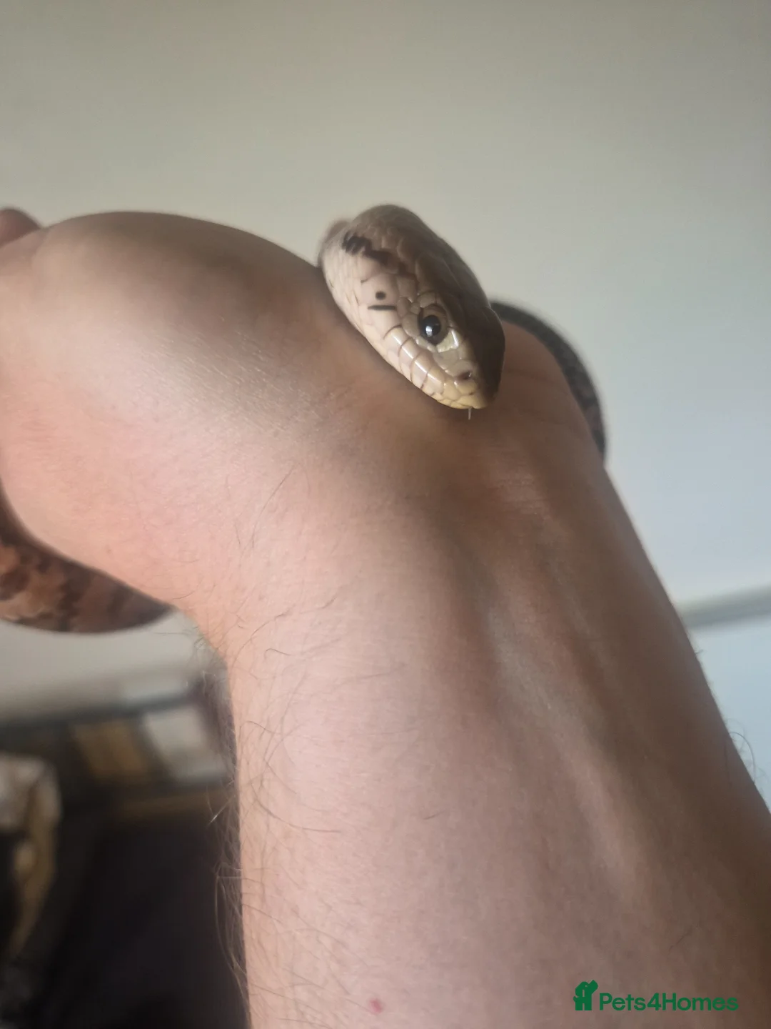 Rat Snake reptiles for sale: False water cobra - Advert 2