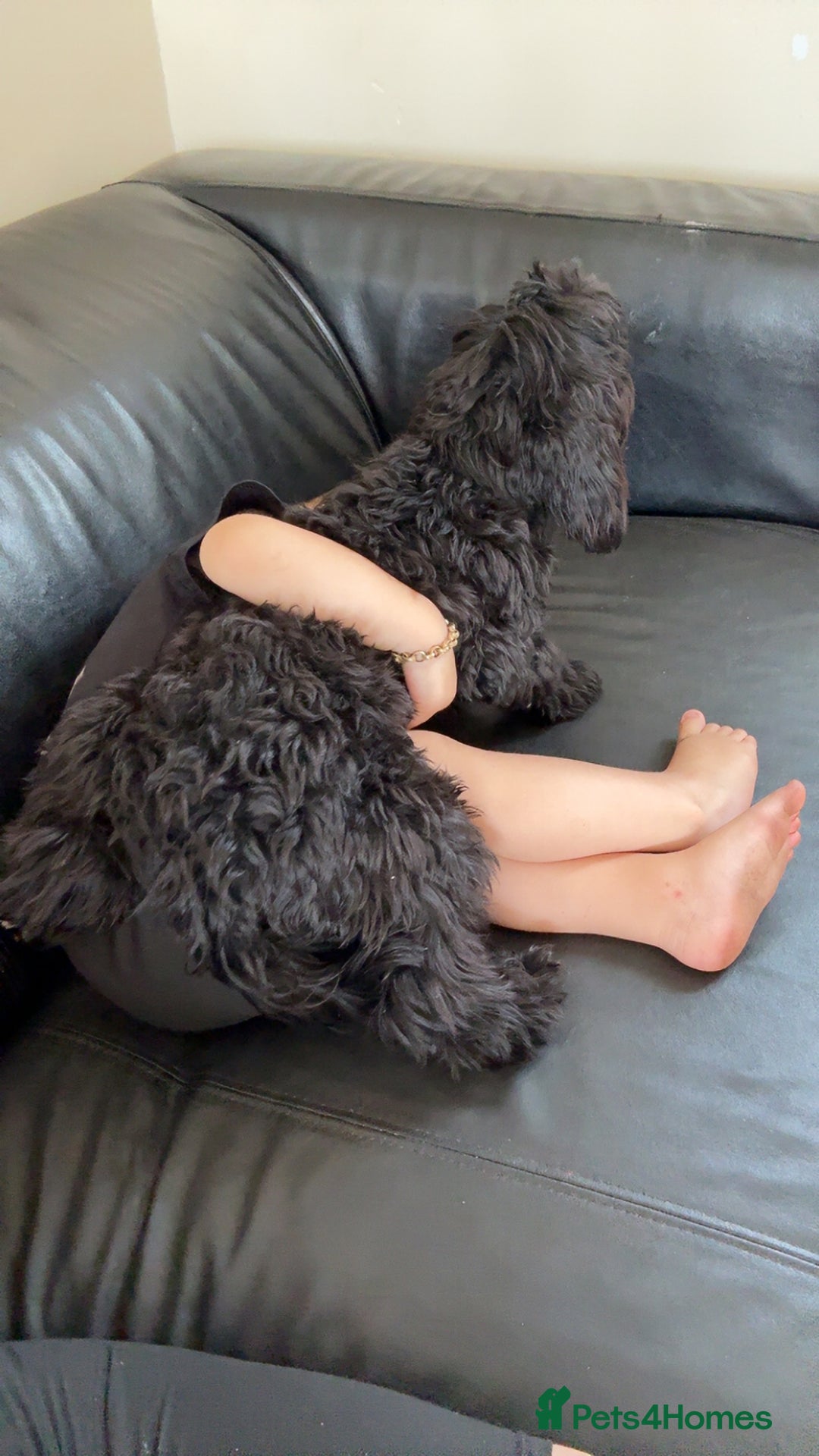 Mixed Breed dogs for sale: Millie 11month old yorkie x cockapoo - Image 5