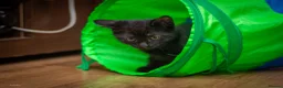 Mixed Breed cats for sale: 5 beautiful full black male kittens *ready now* - Advert 16