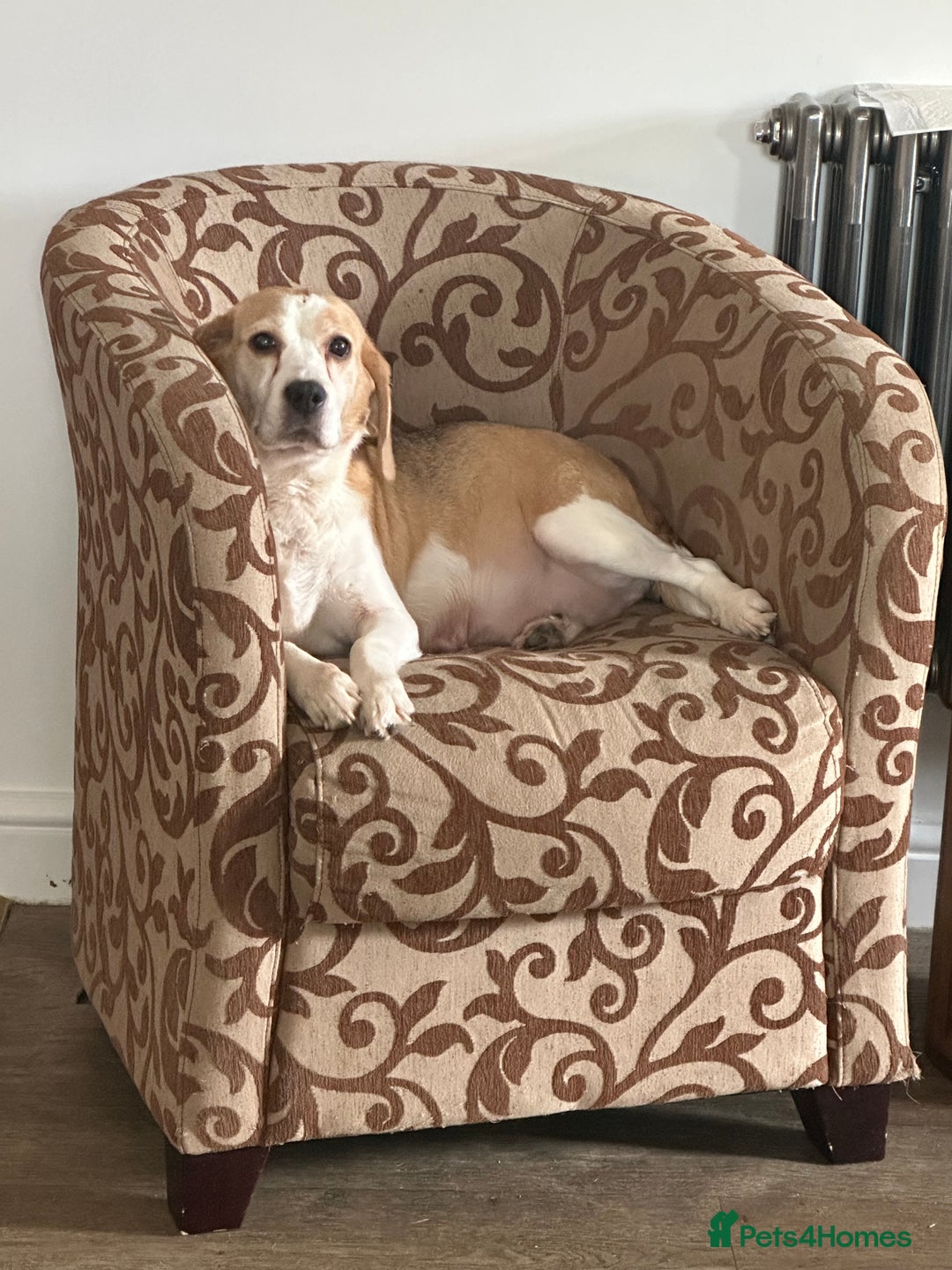 Mixed Breed dogs for sale: Beautiful Beagle X Cavapoo Puppies.  - Advert 10